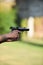 Outdoor shooting with a 9mm pistol