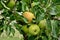 Outdoor shot of immature green apples on tree