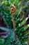 Outdoor shot of a lush, verdant environment featuring a curling fern plant