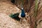 Outdoor shot of a nice peacock bird walking on the ground with closed tail.