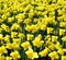 Outdoor shot of yellow daffodils