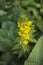 Outdoor shot of yellow loosestrife in a nicely full flowerbed