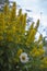 Outdoor shot of yellow loosestrife in a nicely full flowerbed