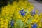 Outdoor shot of yellow loosestrife in a nicely full flowerbed