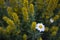 Outdoor shot of yellow loosestrife in a nicely full flowerbed