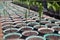 Outdoor Siam Tulip seedlings in pots cultivated in the park.