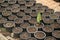 Outdoor Siam Tulip seedlings in pots cultivated in the park.