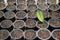 Outdoor Siam Tulip seedlings in pots cultivated in the park.