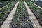 Outdoor Siam Tulip seedlings in pots cultivated in the park.