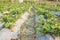 Outdoor strawberry plantations are waiting to be collected. Natural background