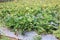 Outdoor strawberry plantations are waiting to be collected. Natural background