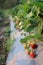 Outdoor strawberry plantations are waiting to be collected. Natural background