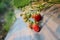 Outdoor strawberry plantations are waiting to be collected. Natural background