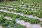 Outdoor strawberry plantations are waiting to be collected. Natural background