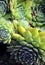 Outdoor succulent cactus and herbs close up in the natural twirls.