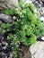 Outdoor succulent cactus and herbs in the rocks.