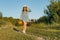 Outdoor summer portrait of girl teenager walking in rural country road in dress and hat with basket of strawberries. Nature