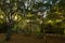 Outdoor table in middle of tall tree forest grove on top of The