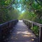 Outdoor tourism Wooden bridge amidst the serene mangrove forest