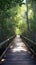 Outdoor tourism Wooden bridge amidst the serene mangrove forest