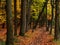 Outdoor Traking - Forest Path - Fall Scene