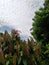 Outdoor trees meeting the clouds