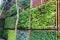 Outdoor vertical garden floral in a wooden planter box at the wall, variety of plants in vertical garden texture wall