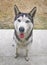 Outdoor vertical portrait of happy siberian husky dog.