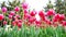 Outdoor video of colorful red tulips in the park, Beautiful view on colorful tulips