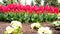 Outdoor video of colorful red tulips in the park, beautiful view on colorful tulips