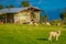 Outdoor view of beautiful sheeps grazing in the grassland with a wooden house building behind in Chiloe, Chile