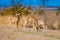 Outdoor view of couple of deers standing by long grass in fire island in Long island