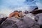 Outdoor view of gorgeous orange marine iguana resting on the rocks at Galapagos islands