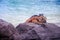 Outdoor view of gorgeous orange marine iguana resting on the rocks at Galapagos islands