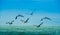 Outdoor view of group of pelicans flying in a gorgeous blue sky background in Pedernales beach