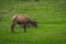 Outdoor view of lonely elk with velvety antlers grazing in a meadow