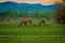 Outdoor view of moose with big antlers eating vegetation along the forest of Grand Teton National Park