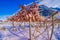 Outdoor view of process of stockfish cod drying during winter time on Lofoten Islands, Norway, norwegian traditional way