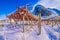 Outdoor view of process of stockfish cod drying during winter time on Lofoten Islands, Norway, norwegian traditional way