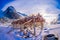 Outdoor view of process of stockfish cod drying during winter time on Lofoten Islands, Norway, norwegian traditional way