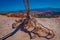 Outdoor view of roots out of the ground of pinyon pine tree in Bryce Canyon National Park Utah