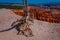 Outdoor view of roots out of the ground of pinyon pine tree in Bryce Canyon National Park Utah