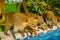 Outdoor view of small mammals family in the border of a swimming pool ready to drink water, located inside of a hotel in
