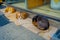 Outdoor view of Stray dog sleeps at the sidewalk in a coastal town in Vina del mar Chile