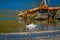 Outdoor view of two gorgeous swans in the lake swimming in the Chiloe island, Chile