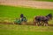 Outdoor view of unidentified amish farmer using horses to hitch antique plow in the field. they produce their own food