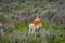 Outdoor view of white-tailed single deer grazing the grass in Yellowstone National Park