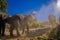 Outdoor view of young elephants walking near the riverbank in the nature, in Elephant jungle Sanctuary, during a