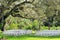 Outdoor wedding venue under old tree