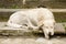 Outdoor white sleeping dog